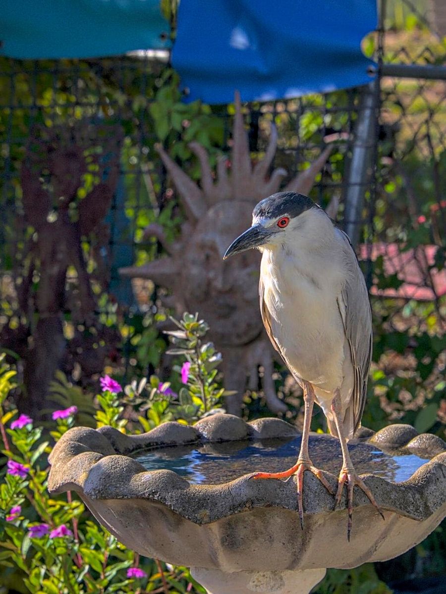 National Wildlife Day