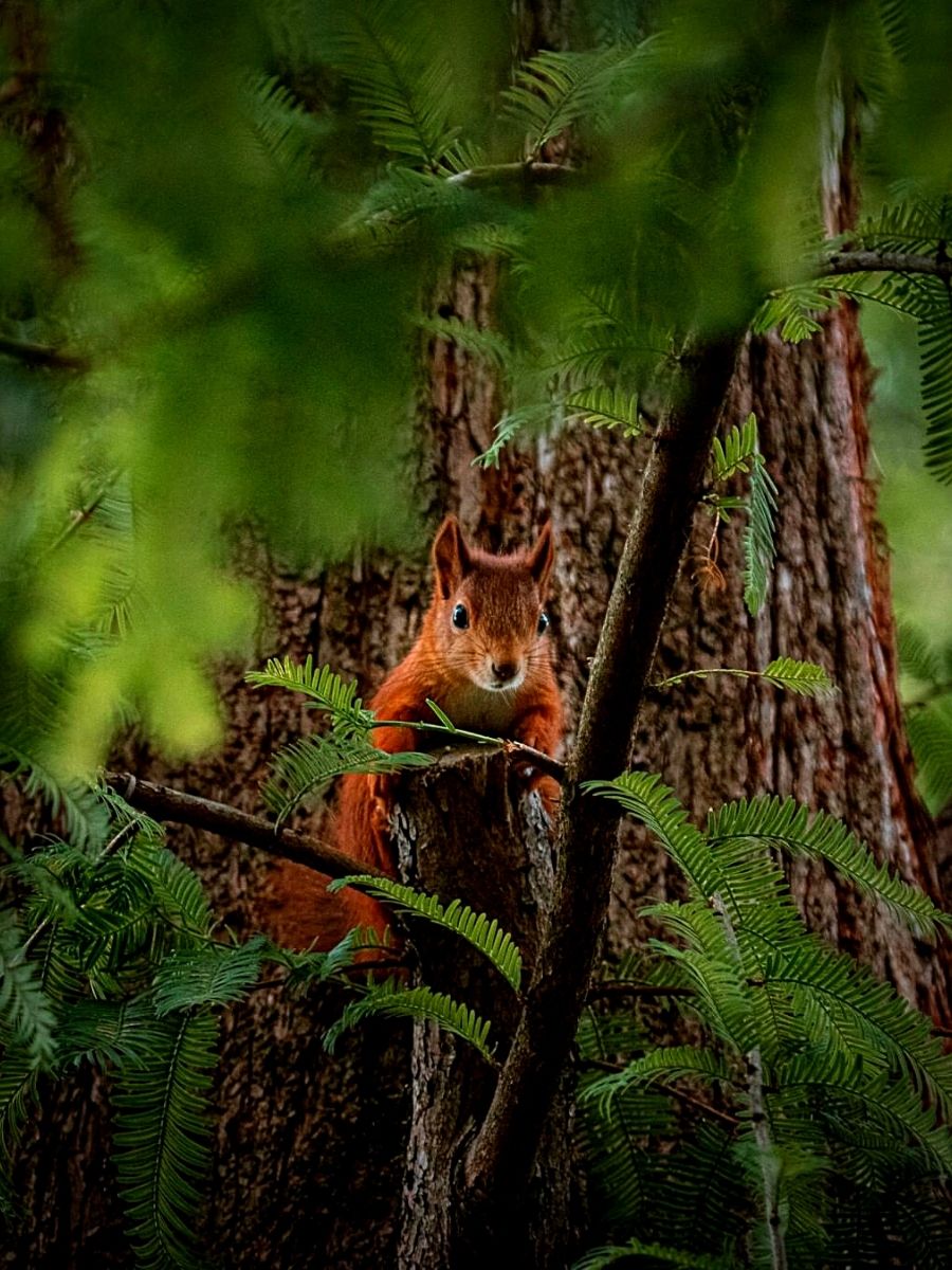 National Wildlife Day, the Importance of Animals in Nature