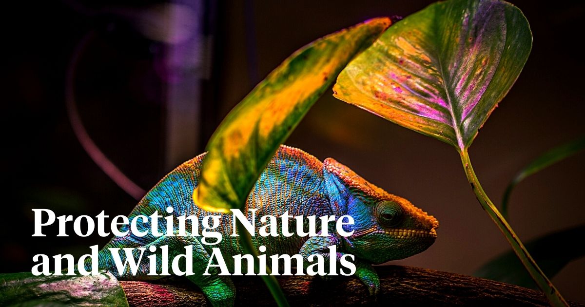 National Wildlife Day highlights the significance of animals in nature.