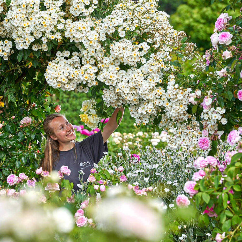 RHS Garden Rosemoor Flower Show