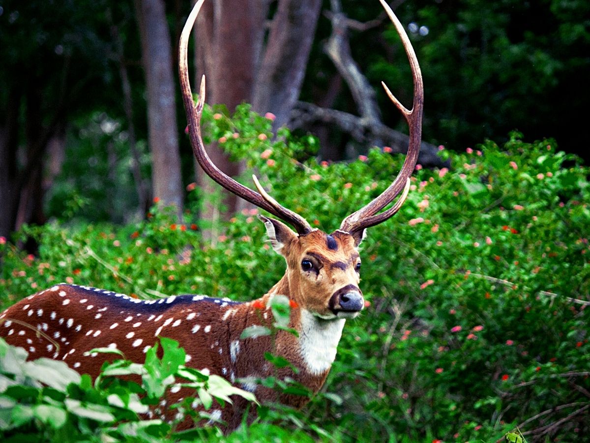 National Wildlife Day, the Importance of Animals in Nature