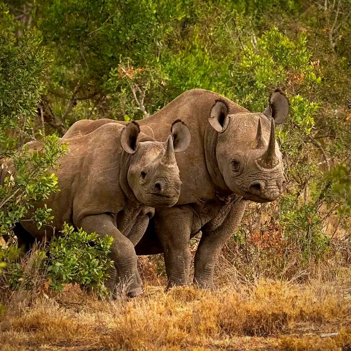 National Wildlife Day, the Importance of Animals in Nature