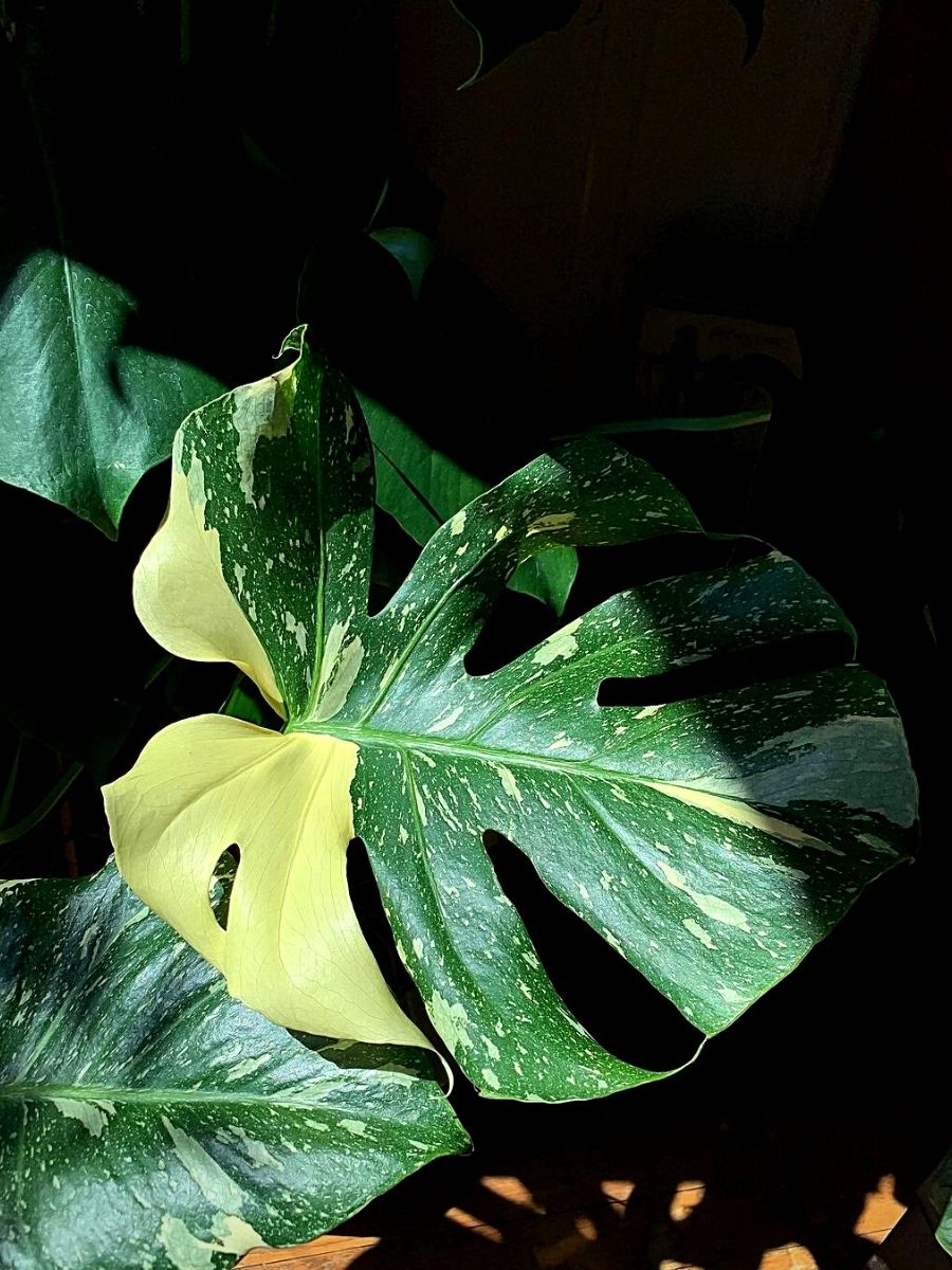 Houseplants That Can Thrive Without Sunlight