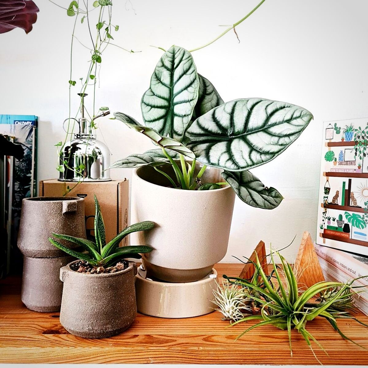 indoor plants with names