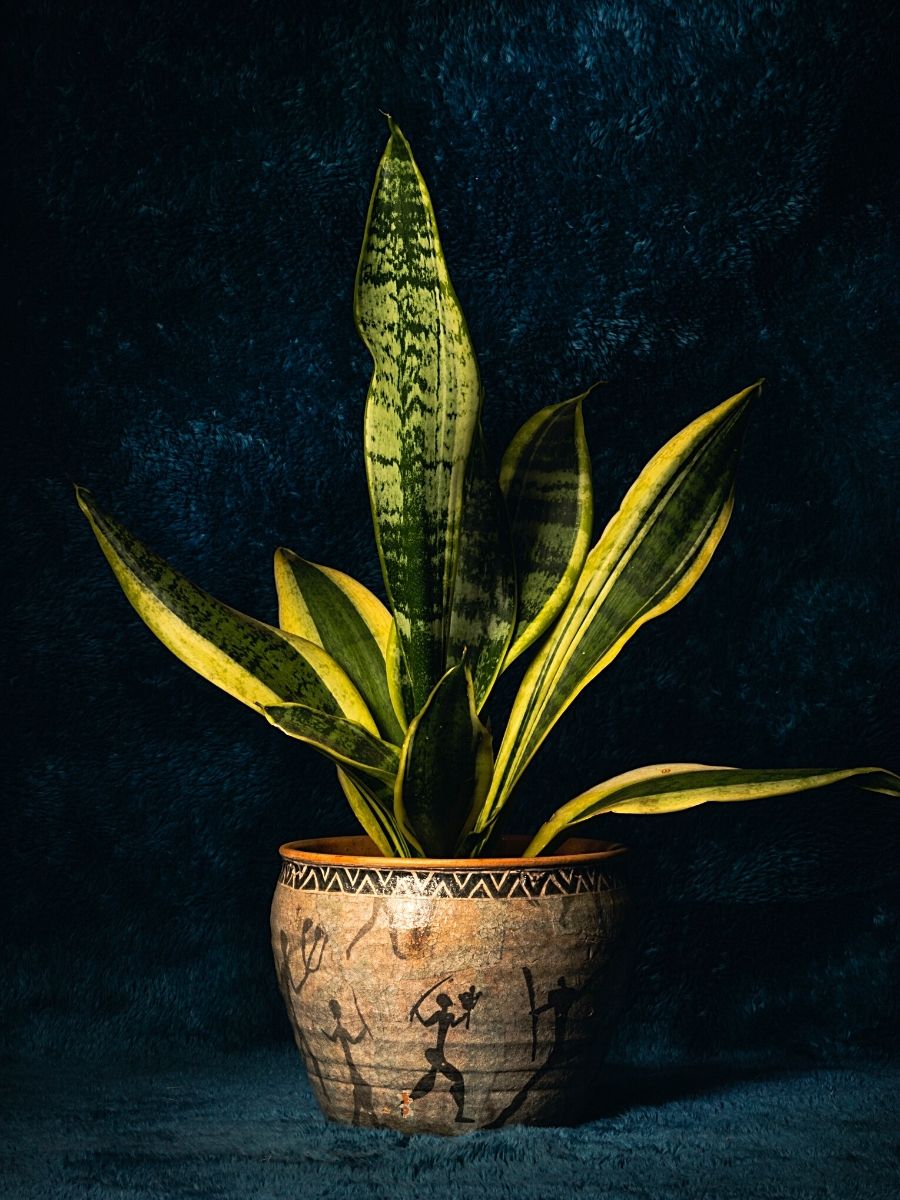 Houseplants That Can Thrive Without Sunlight
