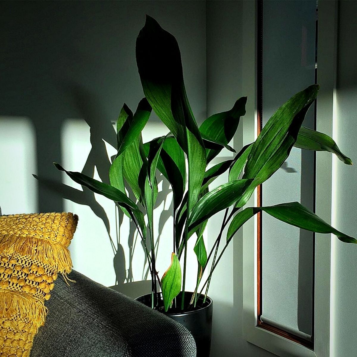 Houseplants That Can Thrive Without Sunlight