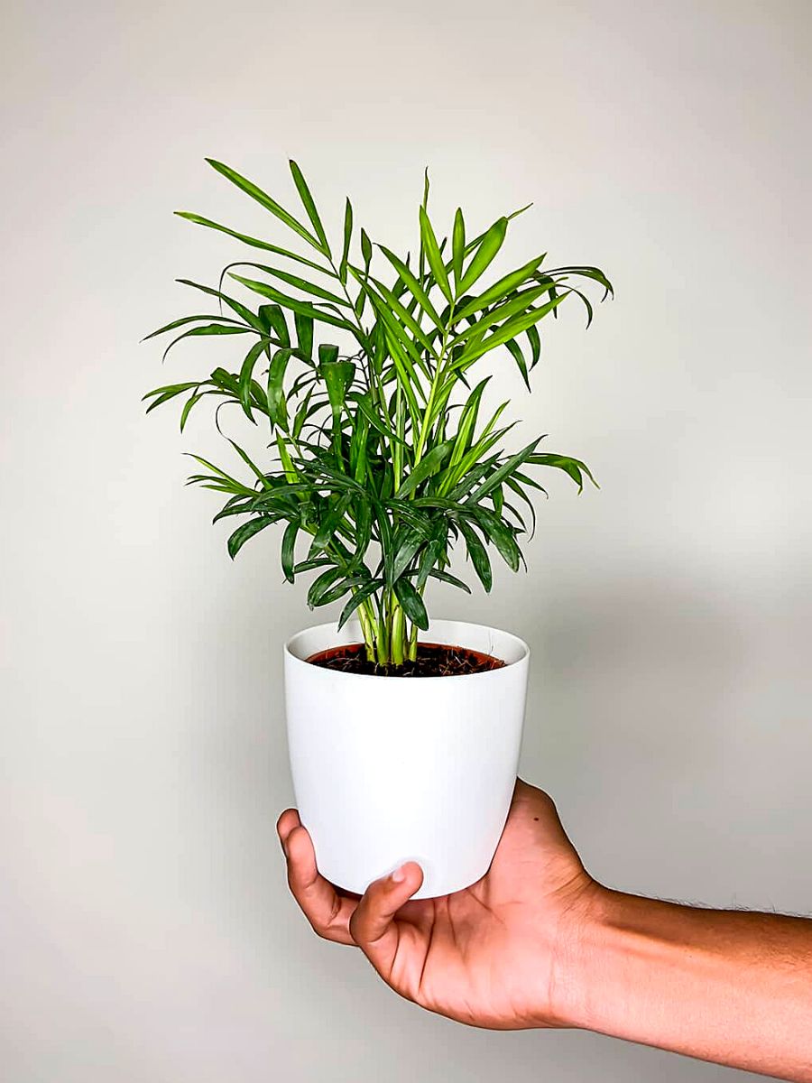 Houseplants That Can Thrive Without Sunlight