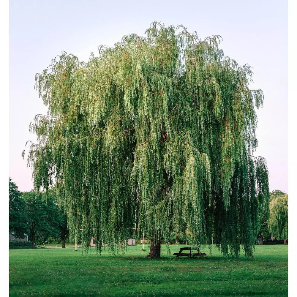 Green Weeping willow outdoor tree