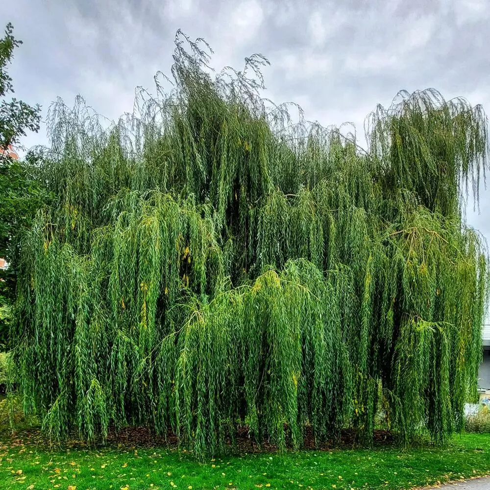 Big Weeping willow  tree