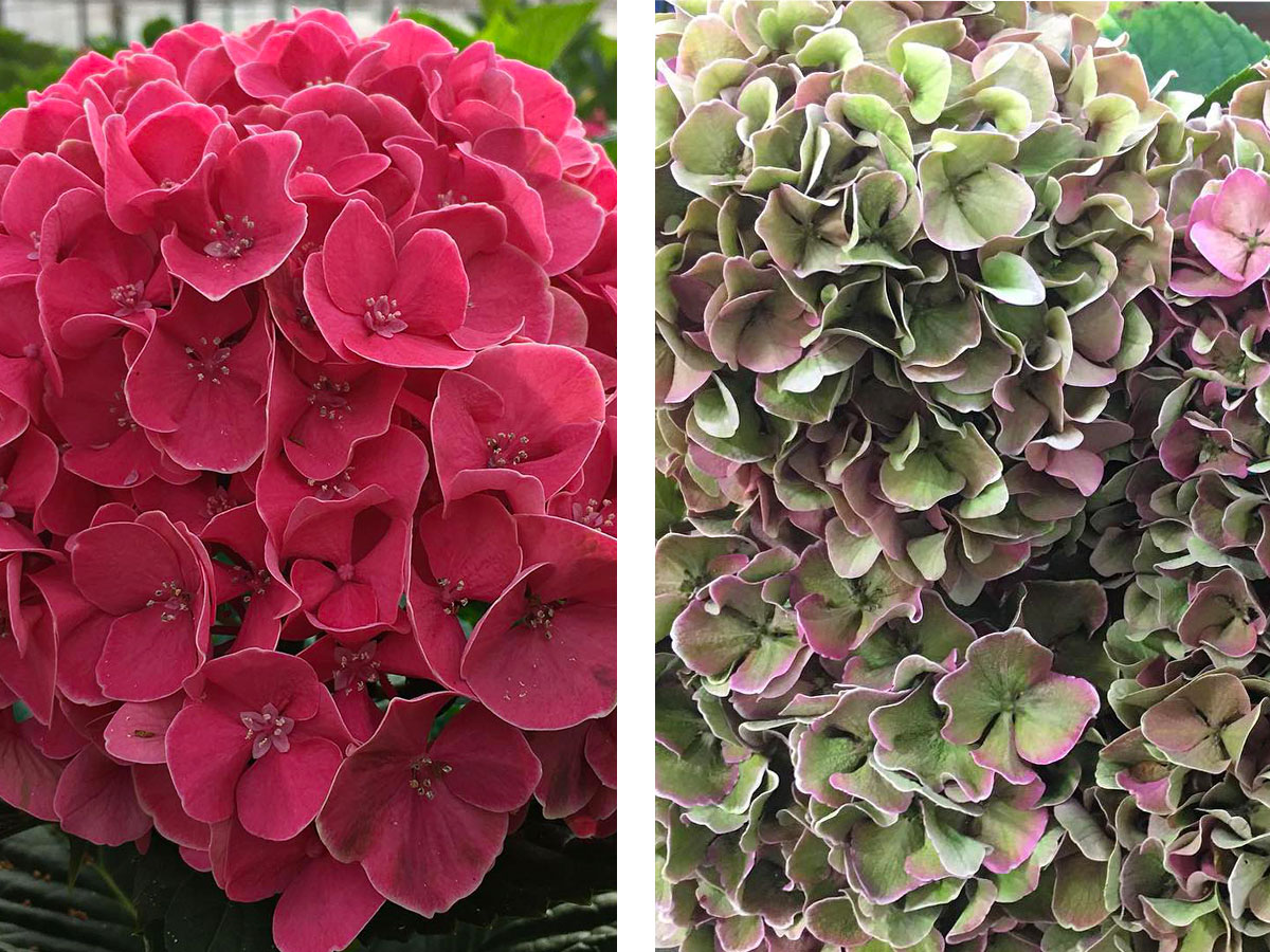 Hydrangea Candy