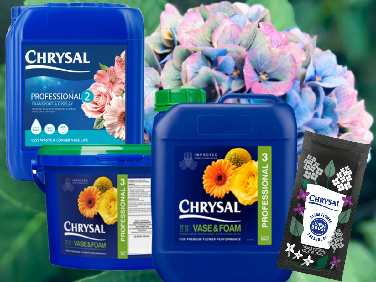 Chrysal 2 and 3 and Syringa food on Thursd