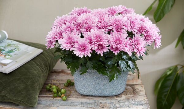 TOTF2021SE 05 Floritec Pot Chrysanthemum Dynamic Pink