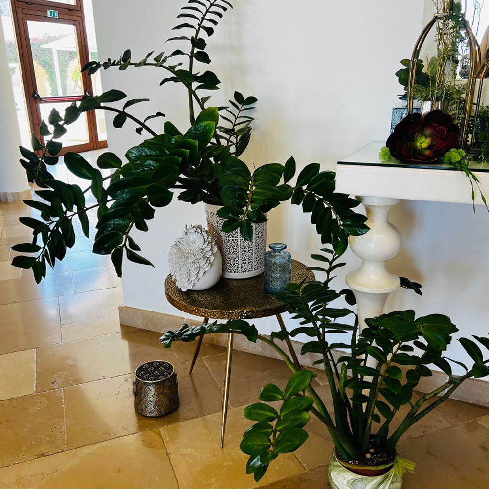 Zamioculcas zamiifolia houseplant