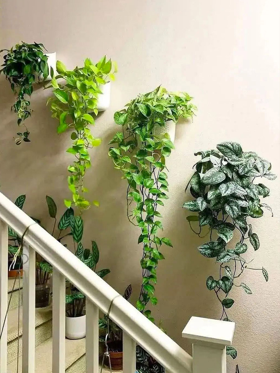 Pothos houseplants