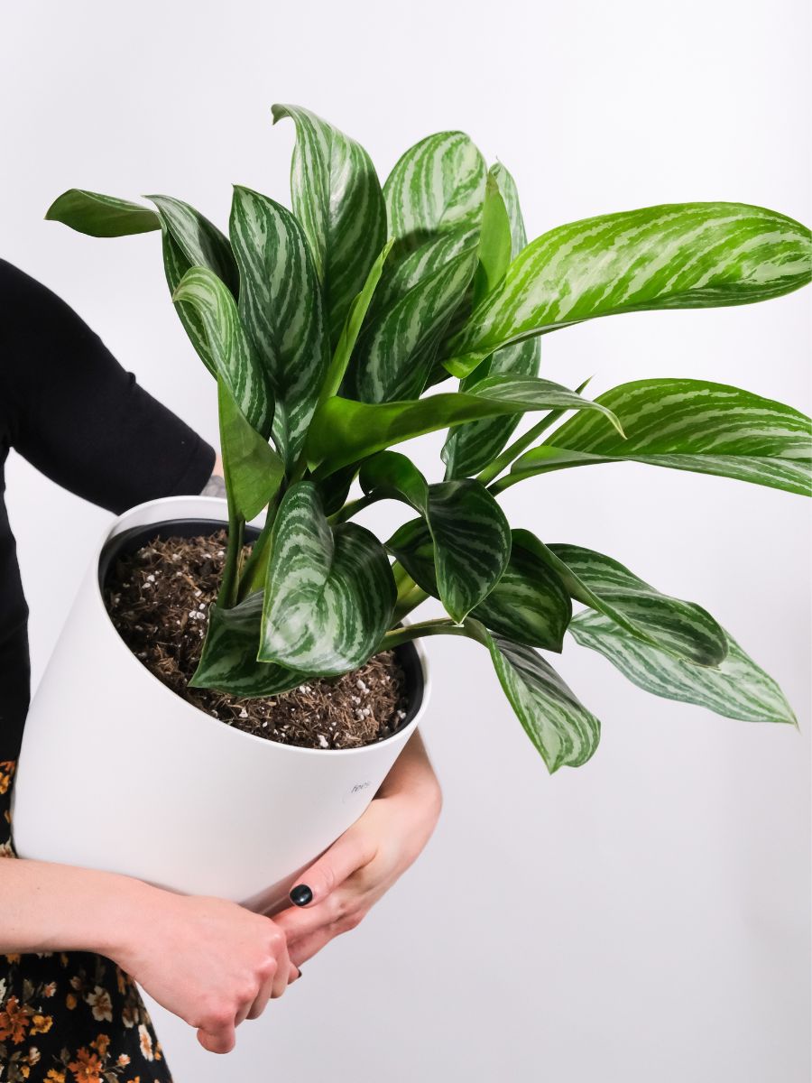 Chinese Evergreen