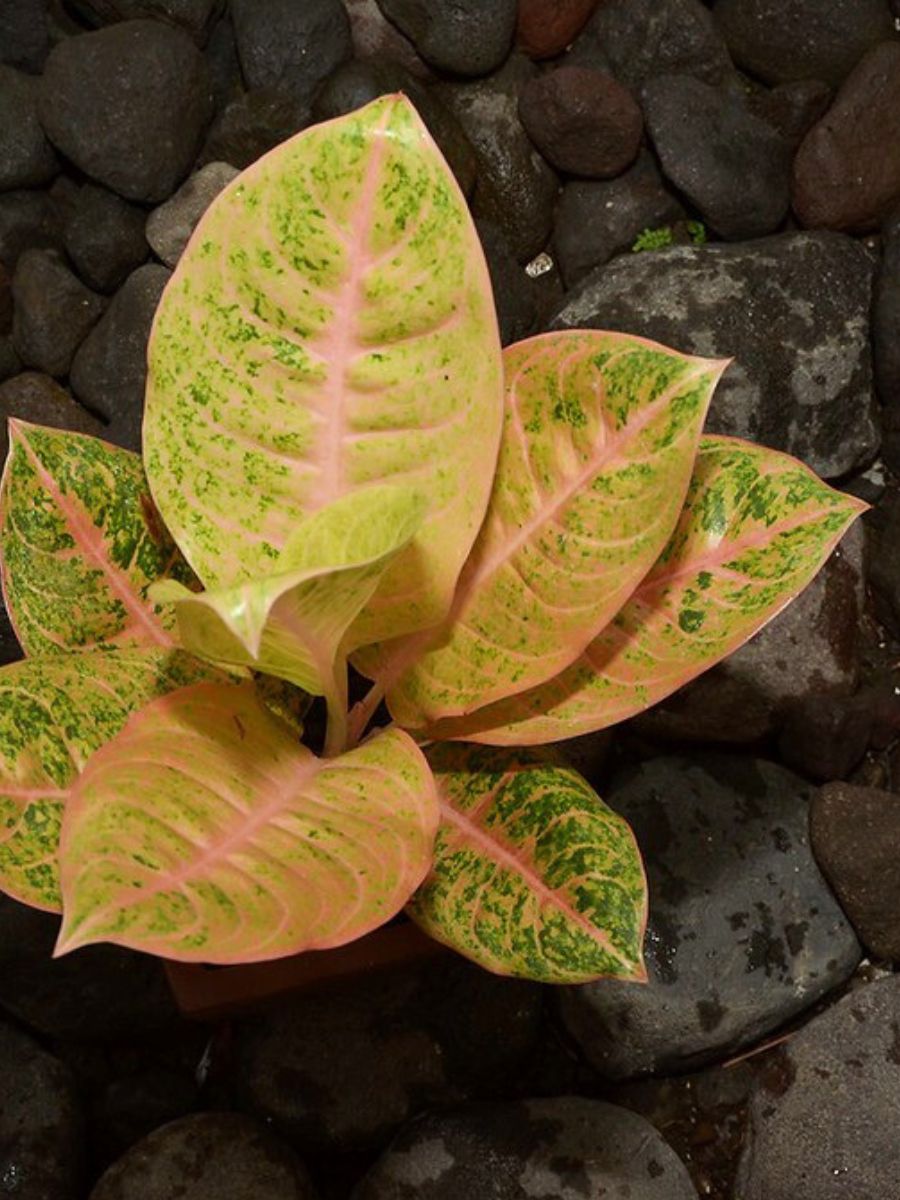 Aglaonema