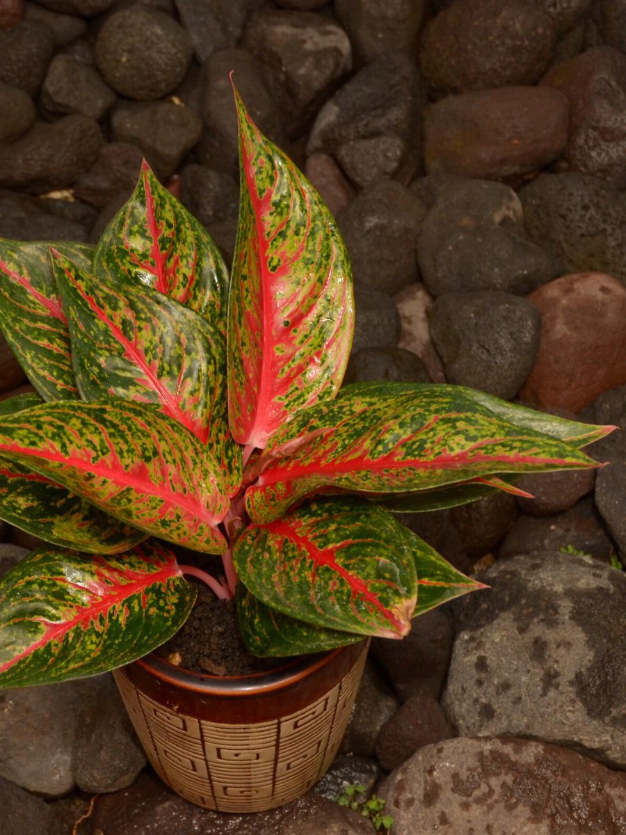 Aglaonema