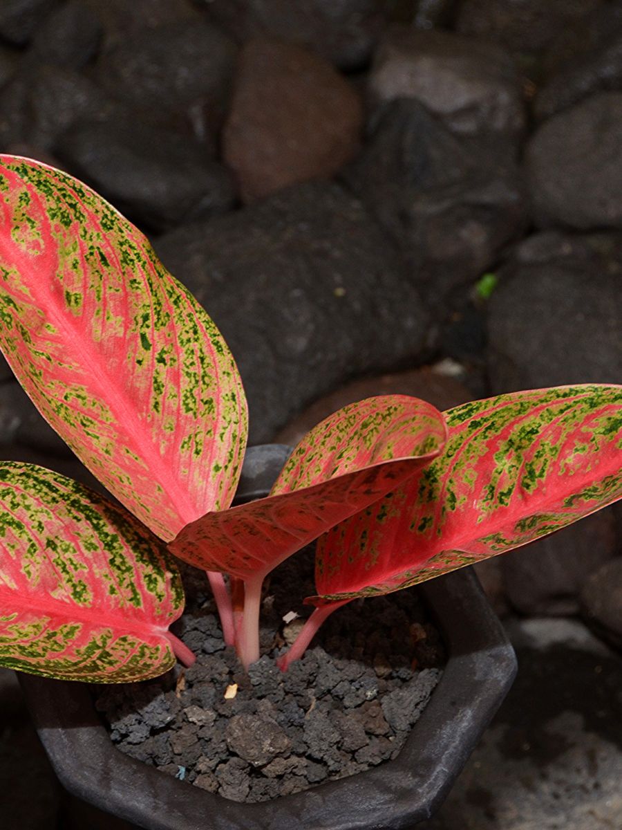 Chinese Evergreen