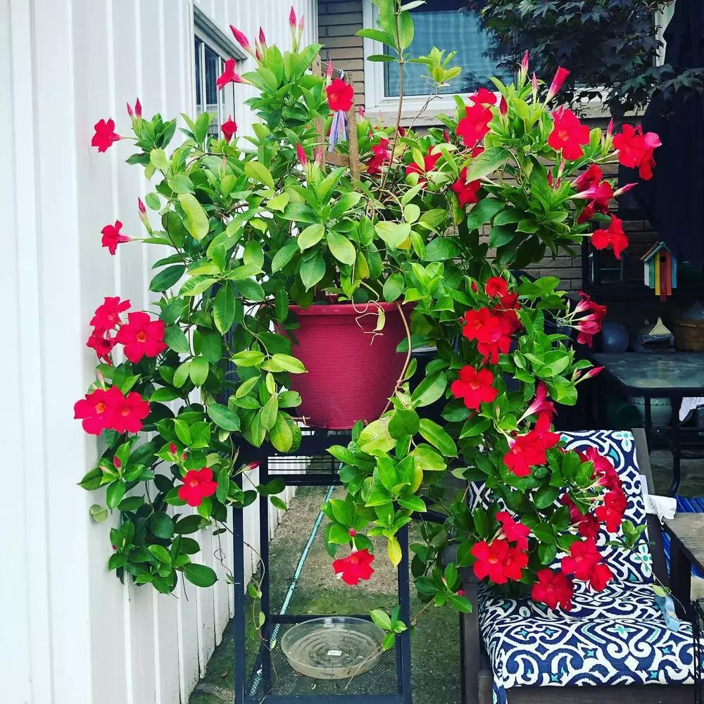 Red Mandevilla Flower