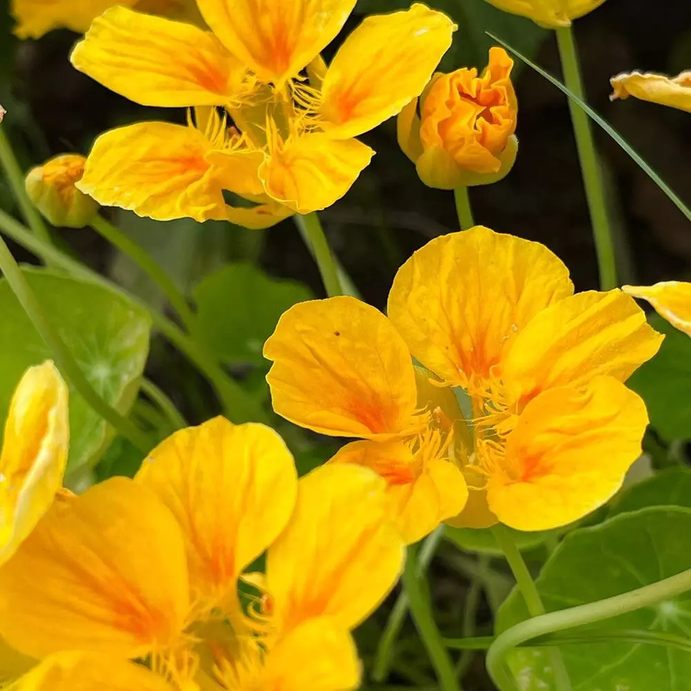 Yellow Nasturtiums Flowers 