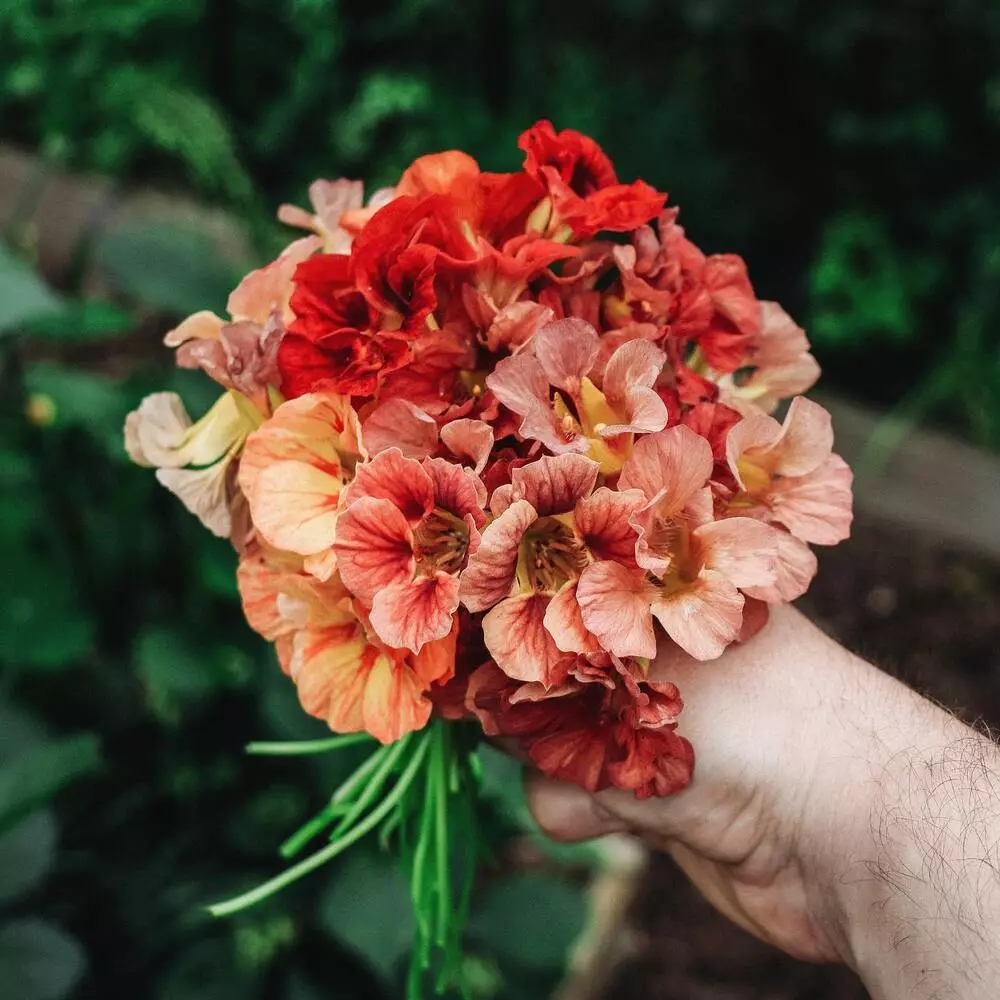 Bunch of Nasturtiums Flowers