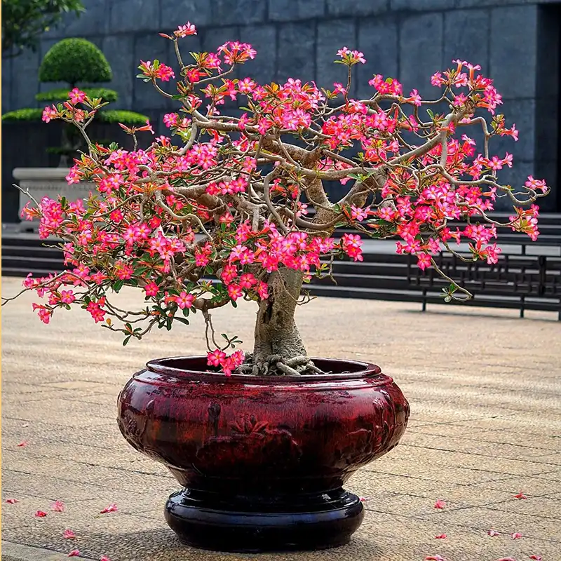 Miniature bonsai tree with pink flowers feature on Thursd
