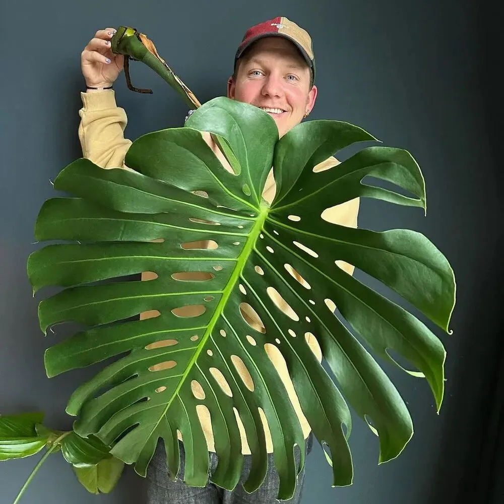 Big leaf of Swiss Cheese Plant 