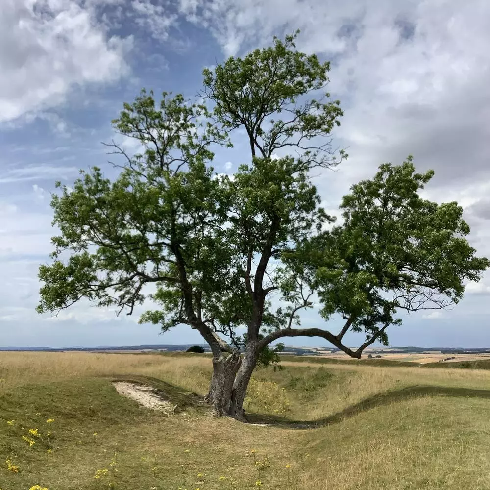 Big Ash Tree 