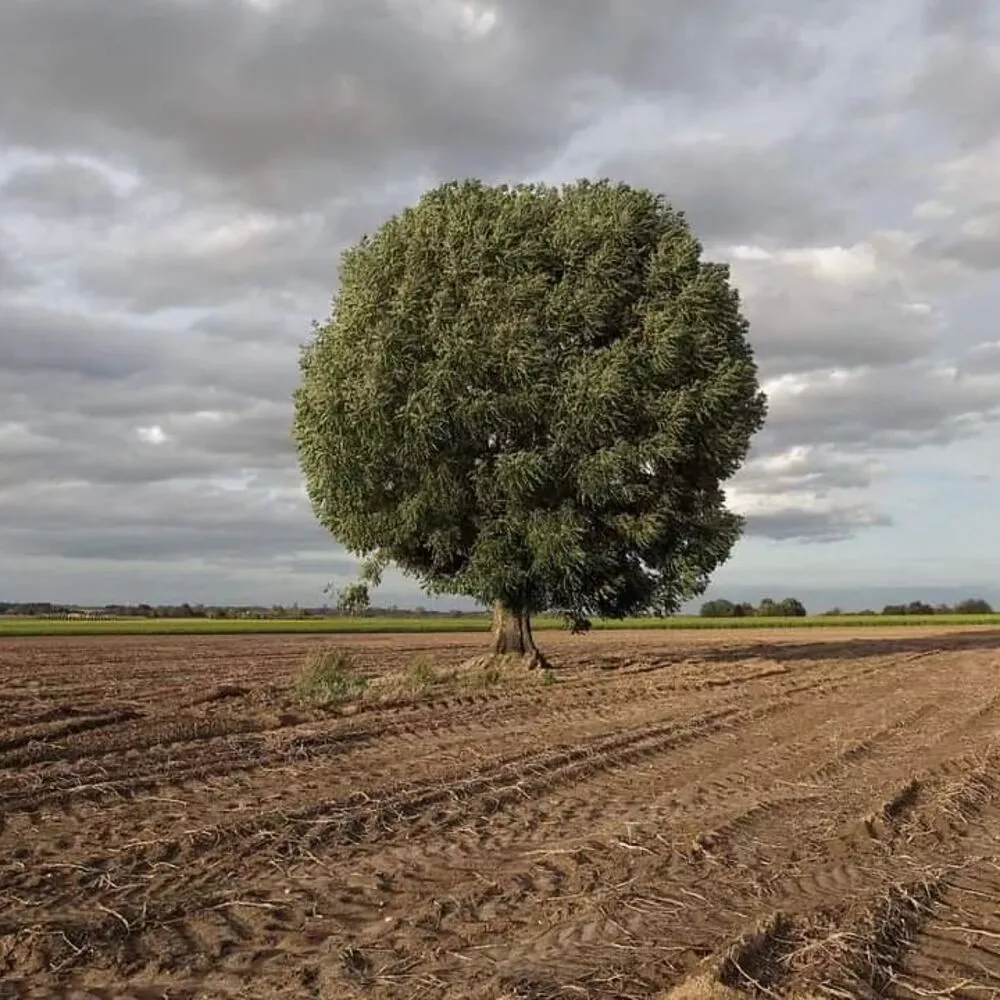 Ash Tree in farm Field 