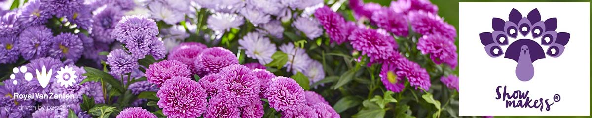 Banner Royal Van Zanten Aster Showmakers Desktop