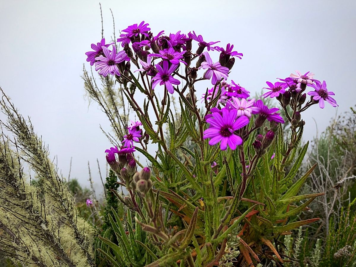 scenic hiking trails in Kenya's flower-growing regions