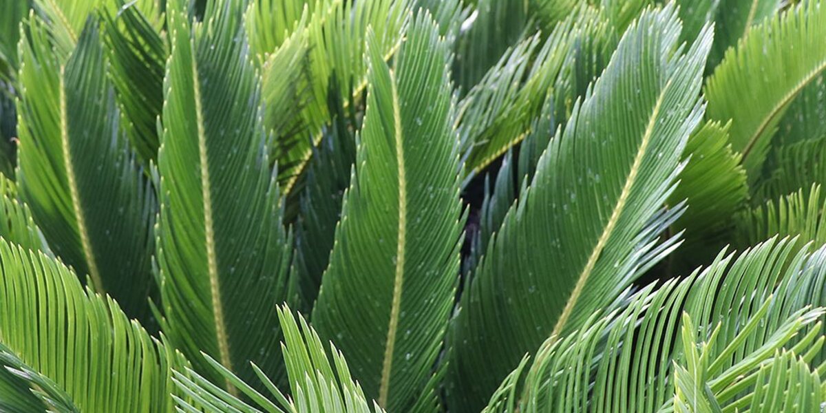 Sago Palm