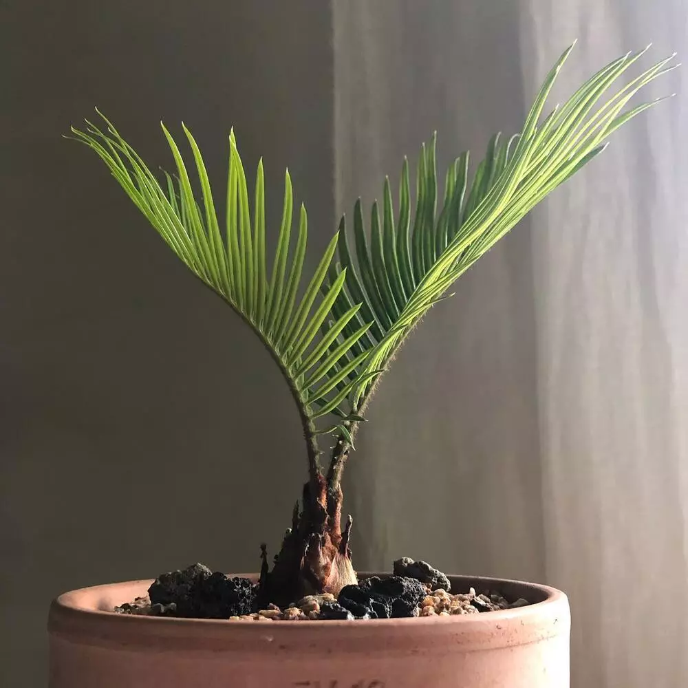 Sago Palm Indoor Plant