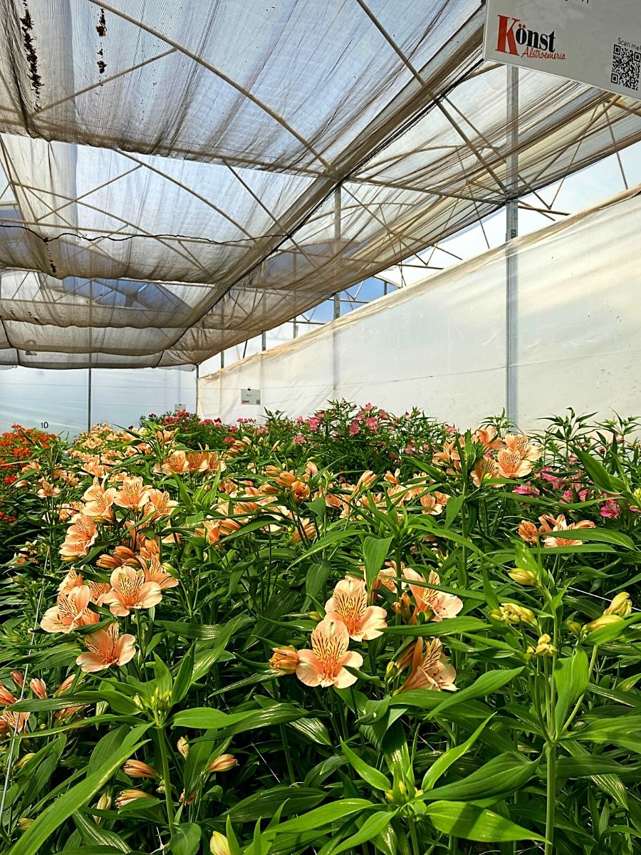 United Selections' Collaborations Growing Flower Production