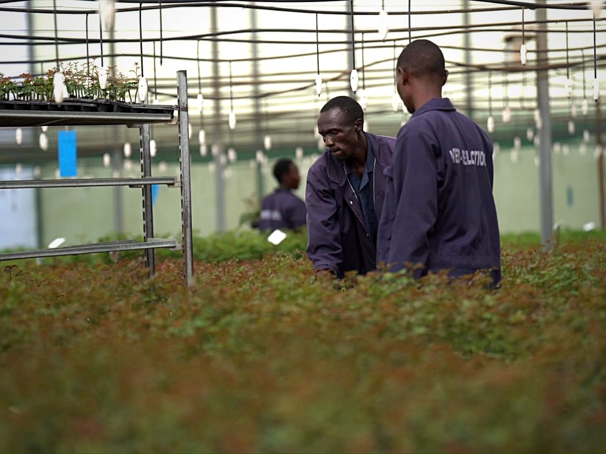 United Selections' Collaborations Growing Flower Production
