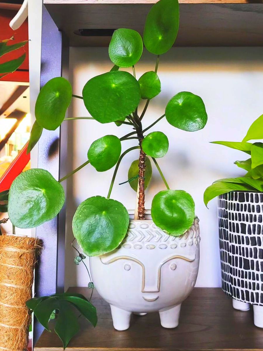 Chinese money plant at home for good energy