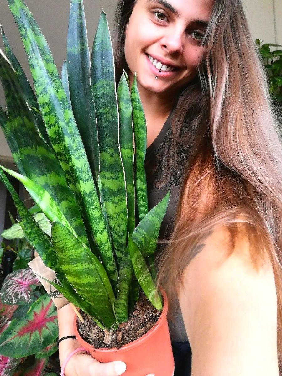 Snake plant with happy owner