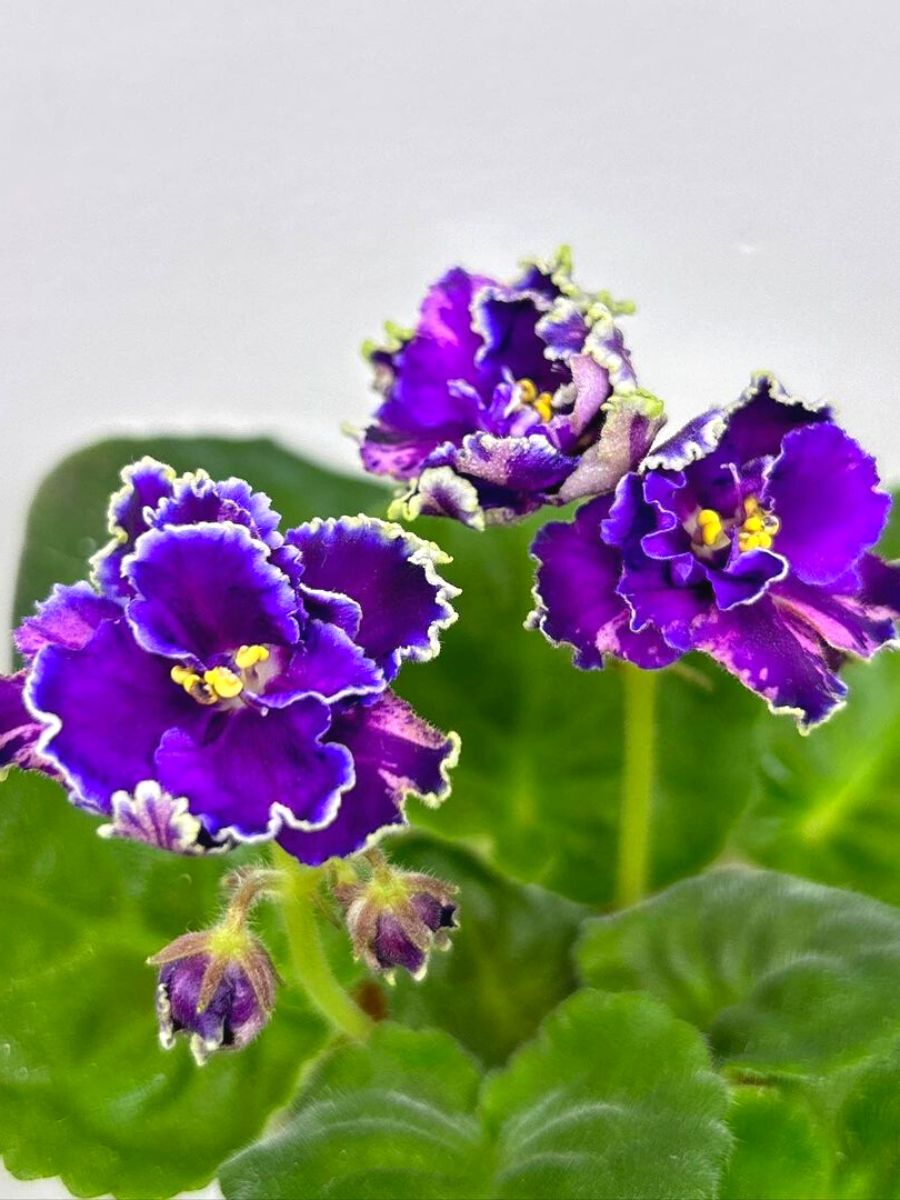 African violets one of the ten best feng shui plants to have