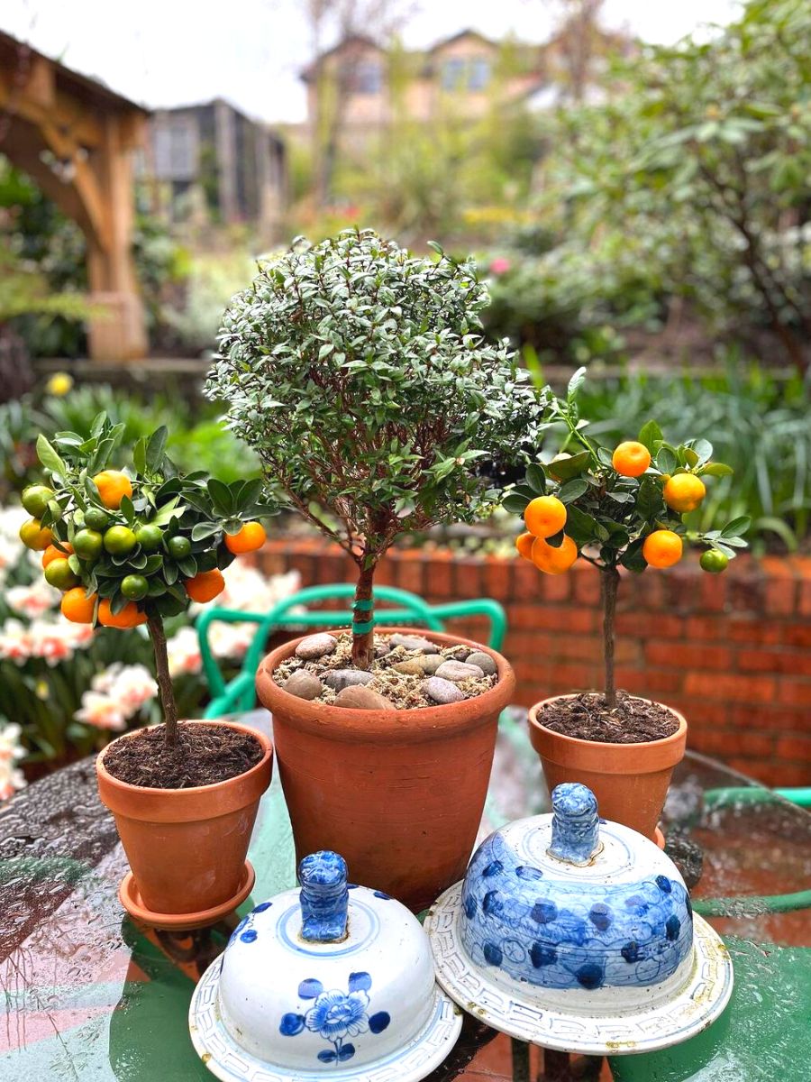 Citrus tree will attract good luck and energy into any home