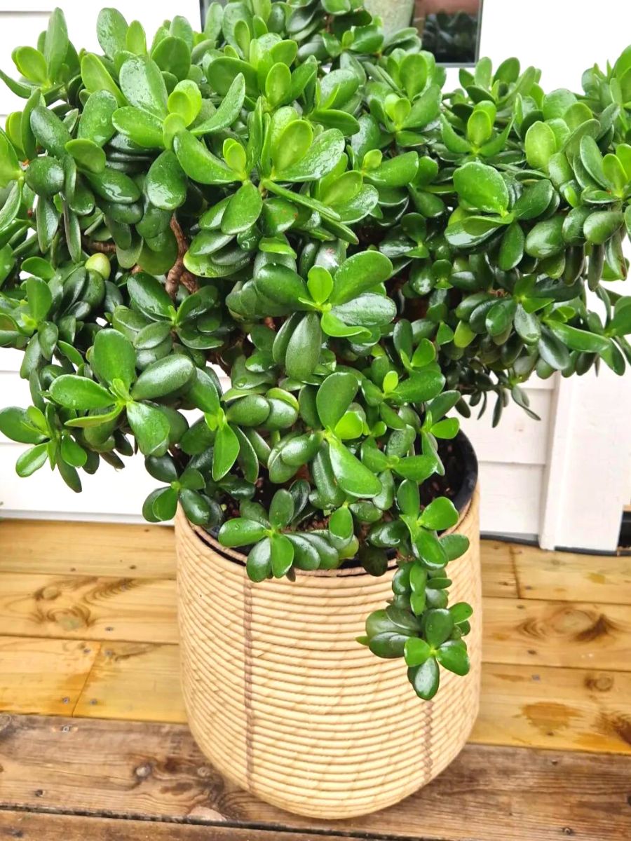 Crassula Ovata plant for good luck at home