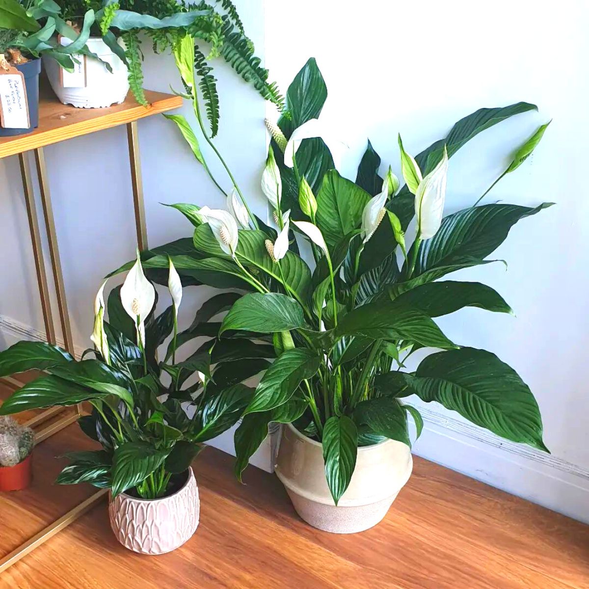 10 best feng shui plants