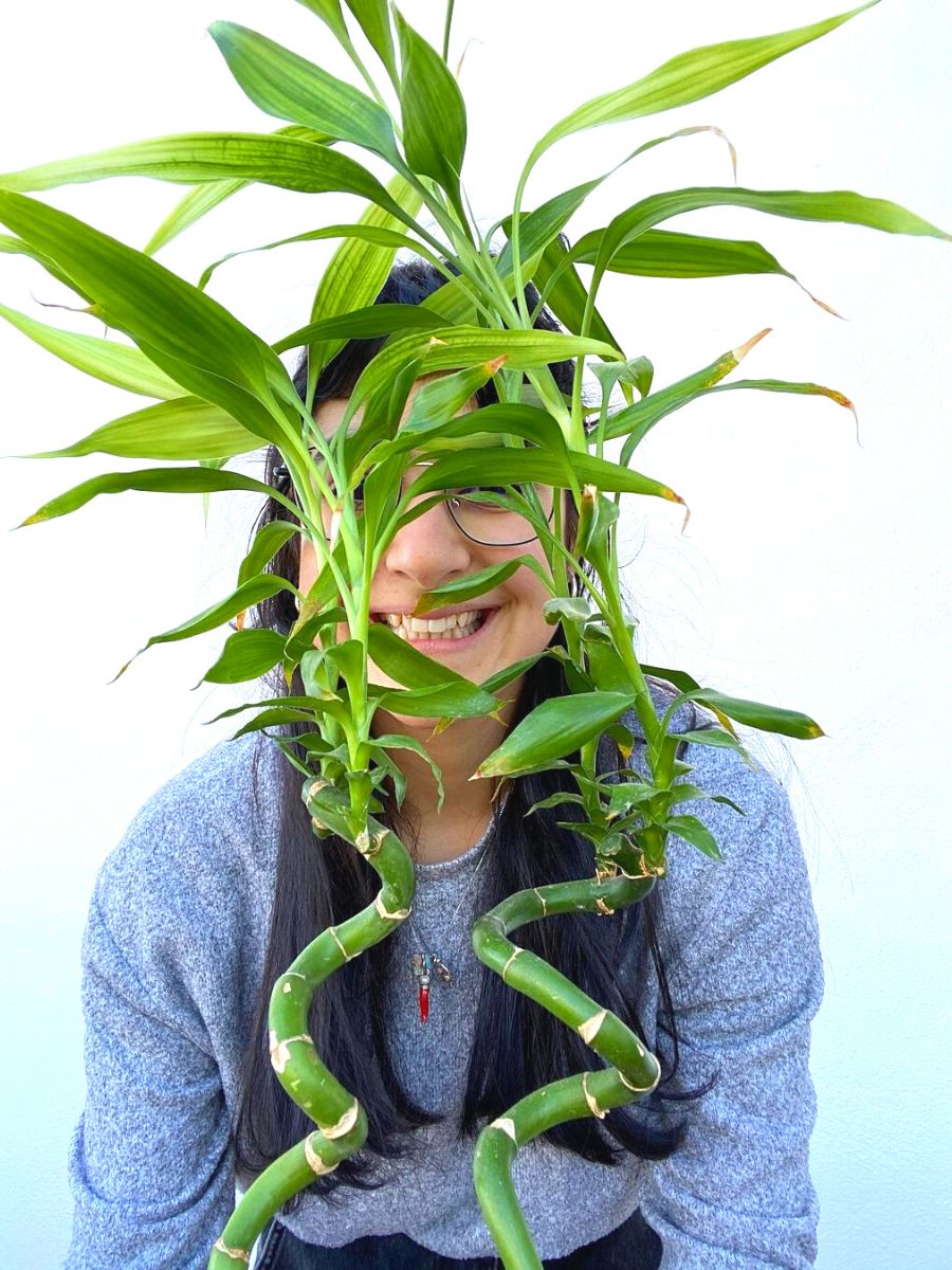 Lucky Bamboo feng shui plant
