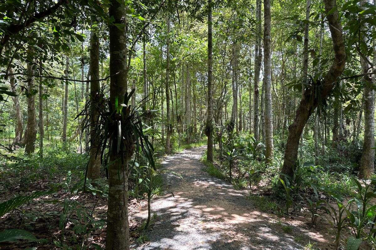 The forest in Angkor Botanical garden
