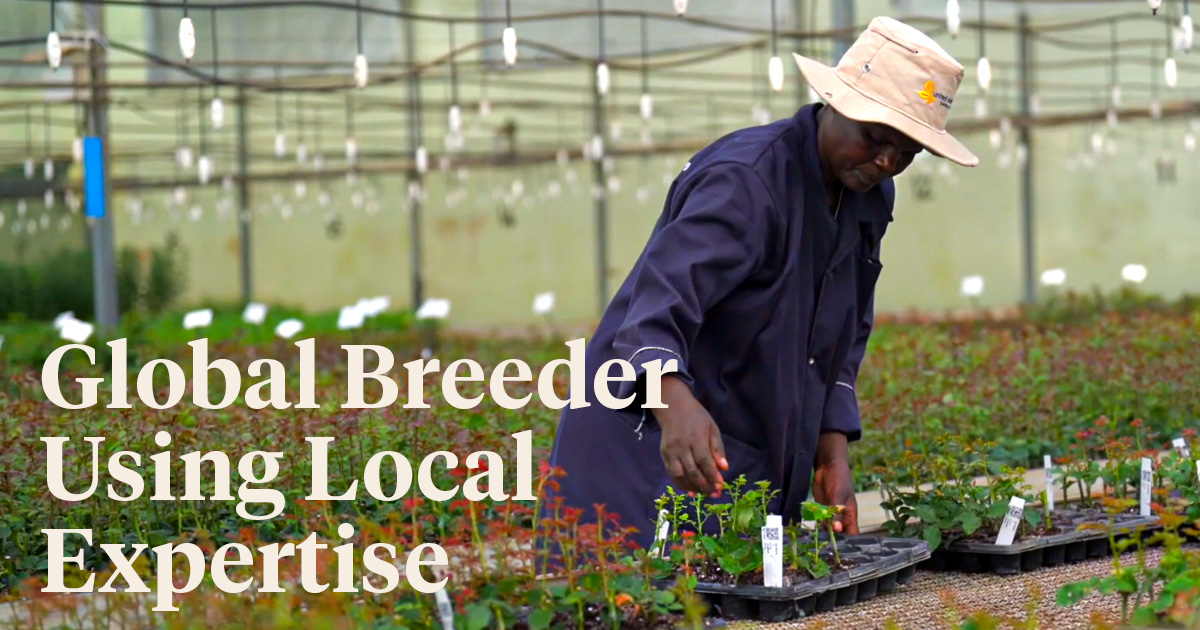 United Selections is working with other breeders and flower growers to ensure mutual floral success.