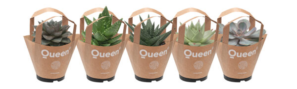 TOTF2021 16 Queen All Succulents