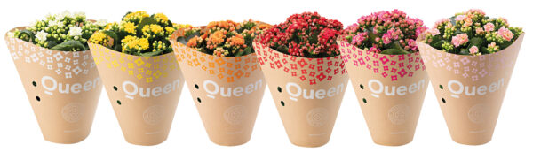 TOTF2021 16 Queen All Paper Flowers