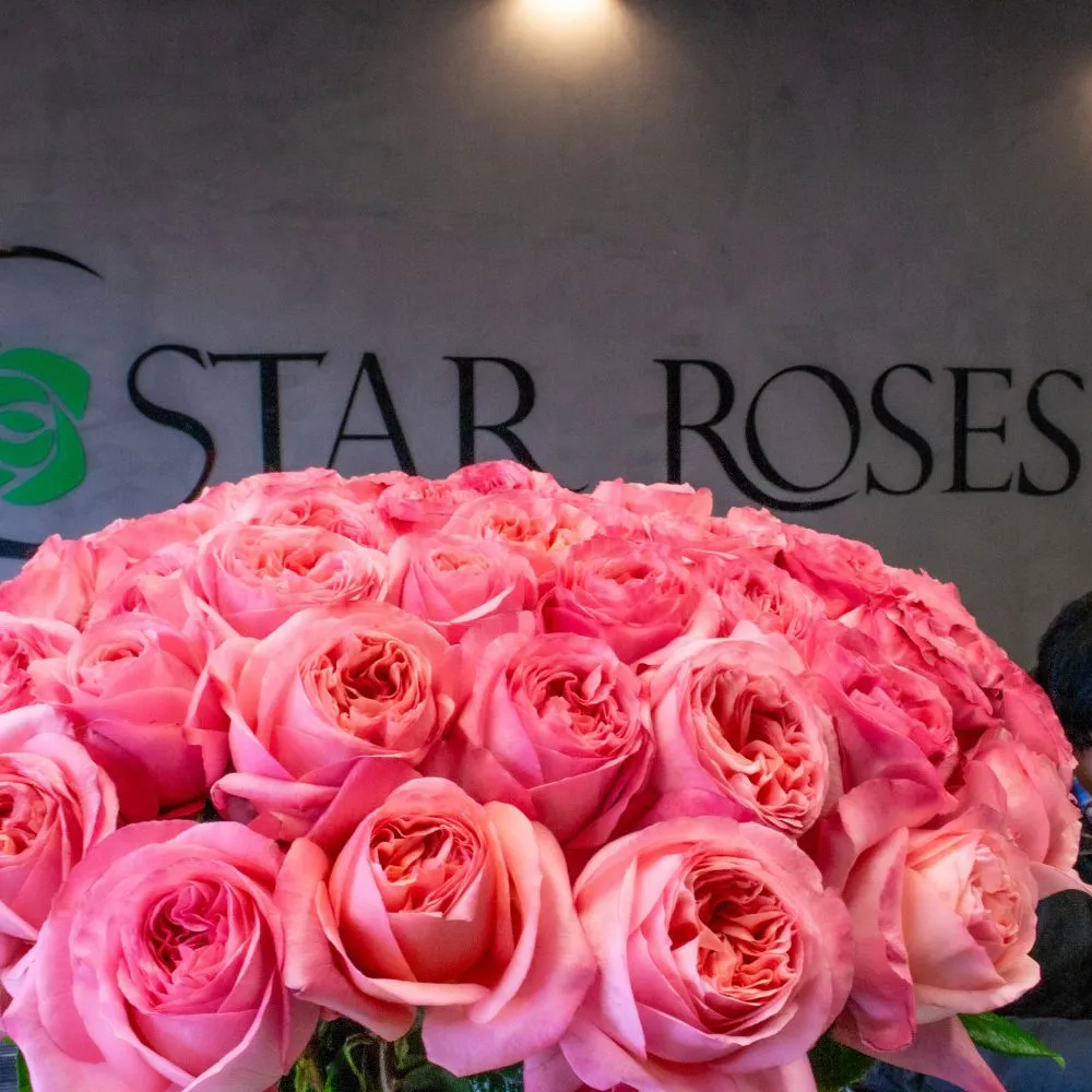 Pink X-pression at Star Roses 