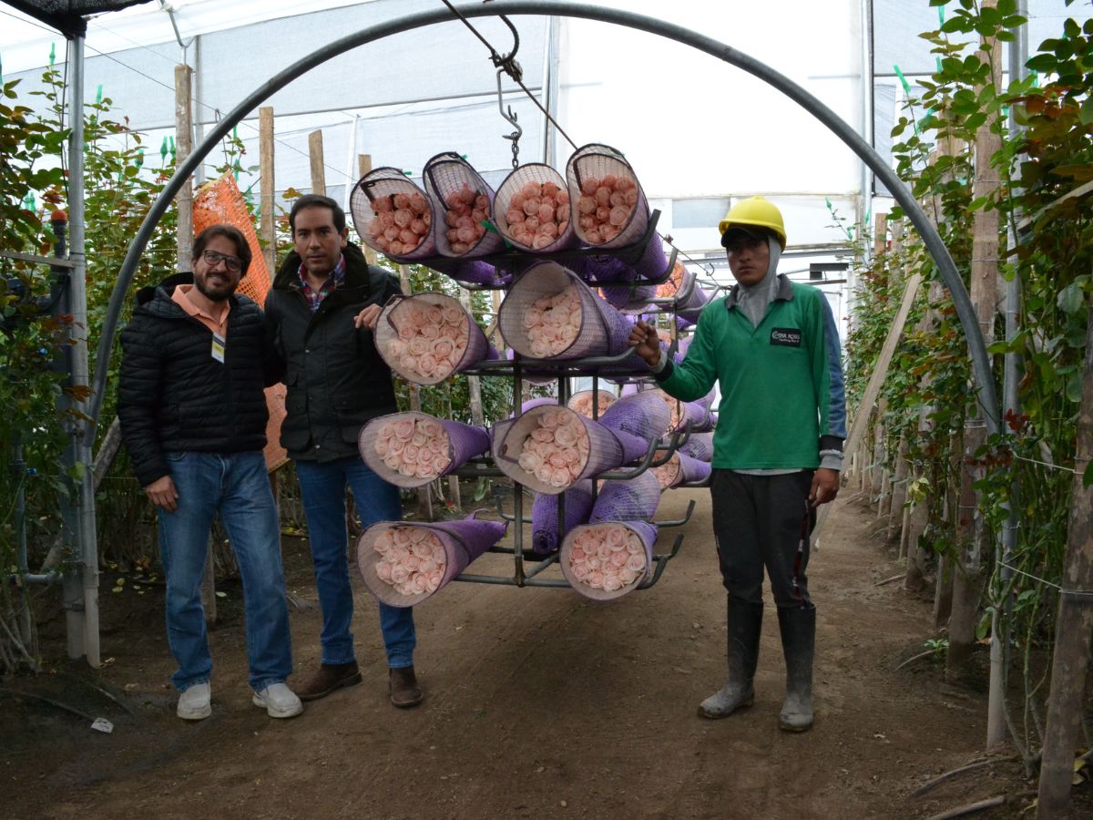 Harvesting Roses at Star Roses Ecuador