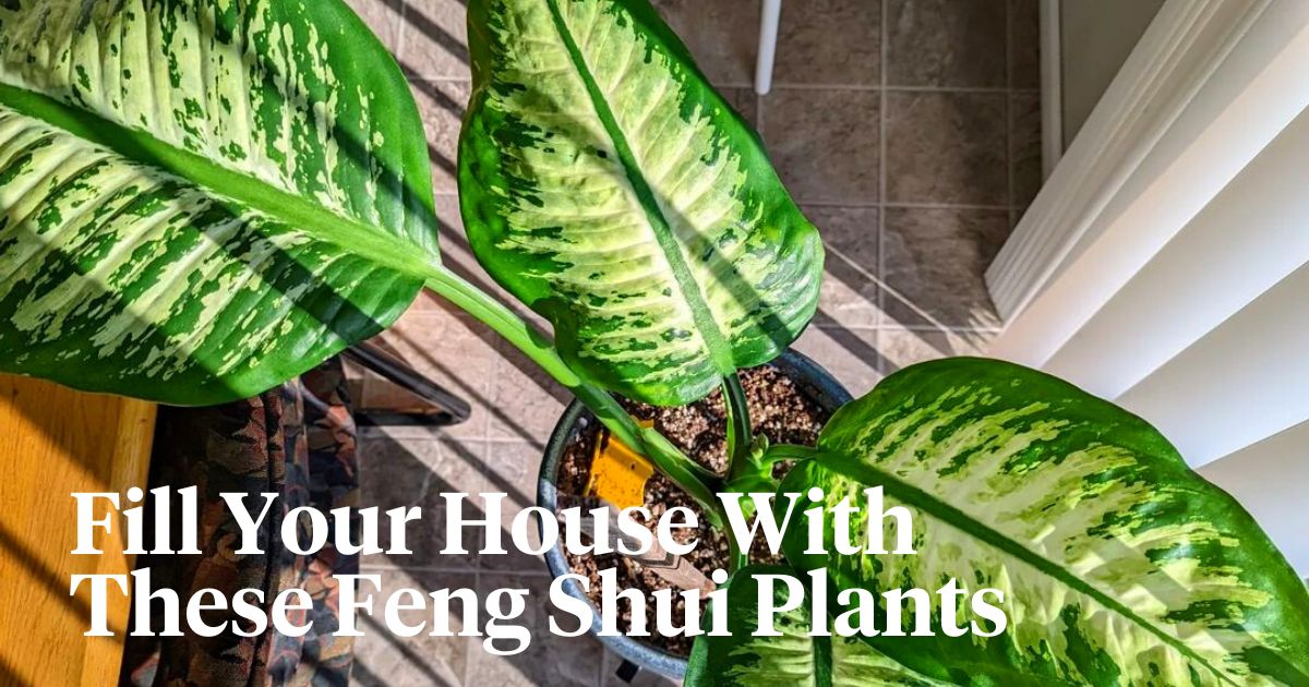 Feng Shui green plants for the living room