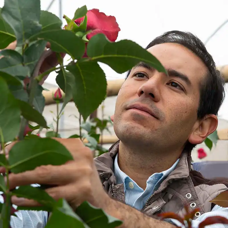 Star Roses growers highlight on Thursd feature